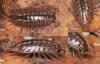 Balloniscus sellowii
